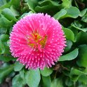 Bellis perennis 'Rominette Rose Carmin'